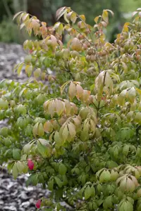 Euonymus alatus 'Compactus' - 25-30 CM C7.5 - image 5