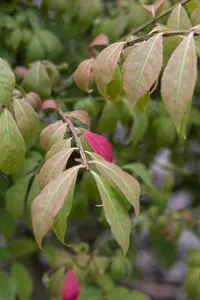 Euonymus alatus 'Compactus' - 40-60 CM C10 - image 3