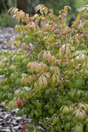 Euonymus alatus 'Compactus' - 40-60 CM C10 - image 5