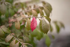 Euonymus alatus 'Compactus' - 3 Ltr pot - image 4
