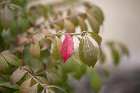 Euonymus alatus 'Compactus' - 1/2 STEM, GIRTH 6-8 CM C15 - image 4