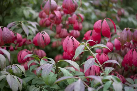 Euonymus alatus 'Compactus' - 40-60 CM C10 - image 2
