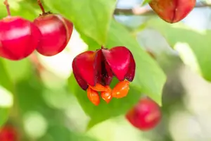 Euonymus europ. 'Red Cascade' - 80-100 CM C20 - image 3