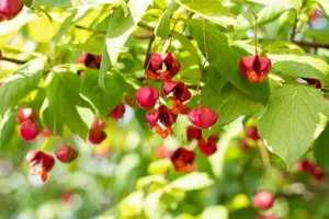 Euonymus europ. 'Red Cascade' - 80-100 CM C20 - image 4