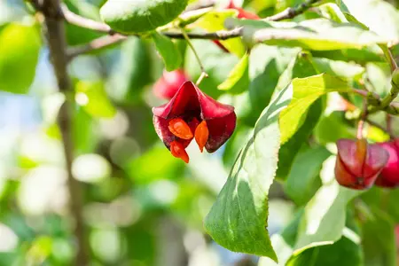 Euonymus europ. 'Red Cascade' - 10 Ltr pot - image 1