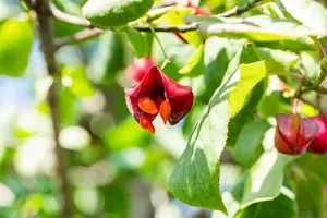 Euonymus europ. 'Red Cascade' - 10 Ltr pot - image 1