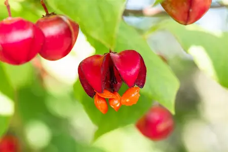 Euonymus europ. 'Red Cascade' - 10 Ltr pot - image 3