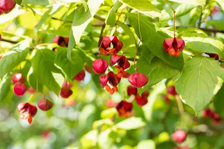 Euonymus europ. 'Red Cascade' - 10 Ltr pot - image 4