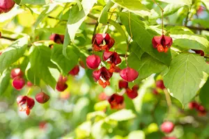 Euonymus europ. 'Red Cascade' - 10 Ltr pot - image 4