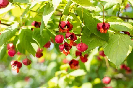 Euonymus europ. 'Red Cascade' - P9 - image 4