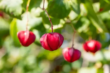 Euonymus europ. 'Red Cascade' - 60-80 CM C10 - image 2