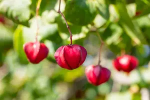 Euonymus europ. 'Red Cascade' - 10 Ltr pot - image 2