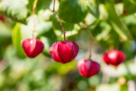 Euonymus europ. 'Red Cascade' - P9 - image 2