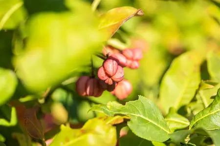 Euonymus europaeus - 1/0 30-40 CM - image 1