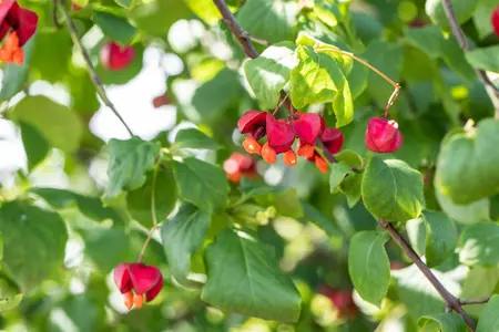 Euonymus europaeus - 1/0 30-40 CM - image 2