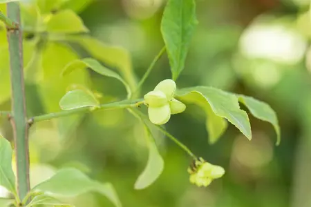 Euonymus europaeus - 1/0 30-40 CM - image 3