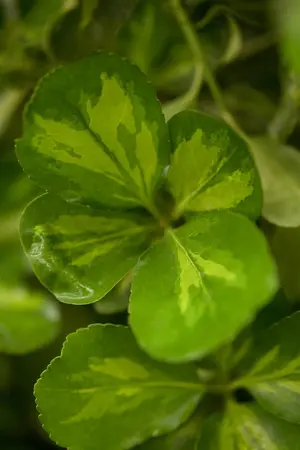 Euonymus fort. 'Blondy'? - P13
