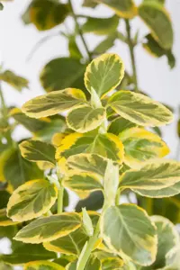 Euonymus fort. 'Canadale Gold'