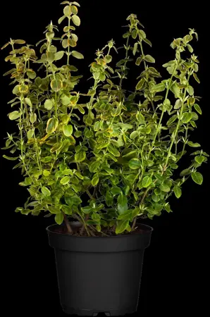 Euonymus fort. 'Canadale Gold' - 90 CM STEM C10 - image 2