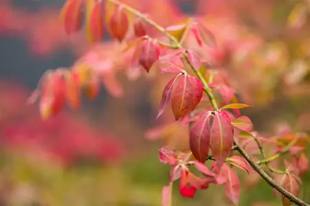 Euonymus fort. 'Coloratus' - 30-40 CM C1.5