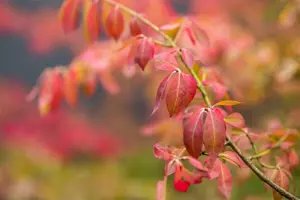 Euonymus fort. 'Coloratus' - 30-40 CM C1.5