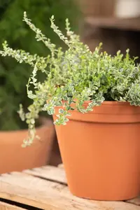 Euonymus fort. 'Dart's Carpet' - LINERS 28 CEL TRAY P8 SIZE - image 3