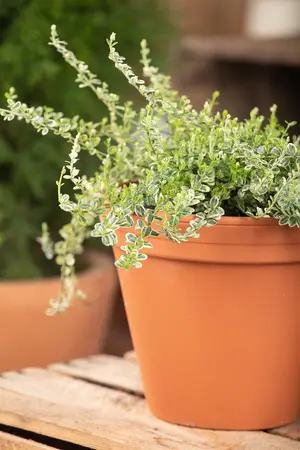 Euonymus fort. 'Dart's Carpet' - 1.5 Ltr pot - image 2