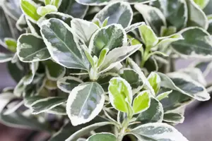 Euonymus fort. 'Dart's Carpet'