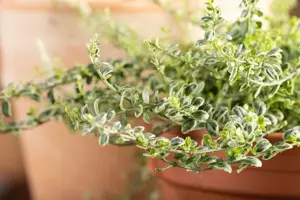 Euonymus fort. 'Dart's Carpet' - LINERS 28 CEL TRAY P8 SIZE - image 2
