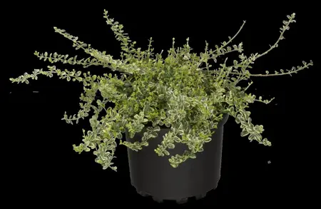 Euonymus fort. 'Dart's Carpet' - LINERS 28 CEL TRAY P8 SIZE - image 4