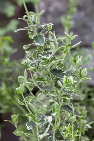 Euonymus fort. 'Emerald Beauty' - 30-40 CM C3 - image 2