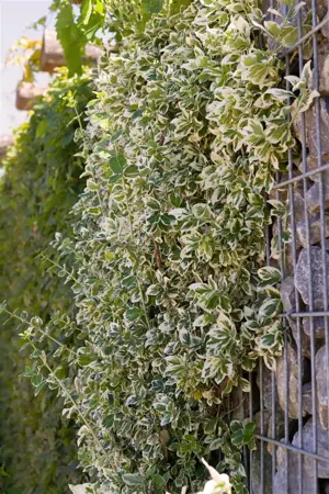 Euonymus fort. 'Emerald Gaiety' - 7.5 Ltr pot - image 5