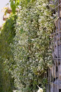 Euonymus fort. 'Emerald Gaiety' - 1/2 STDS RB - image 3