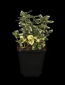 Euonymus fort. 'Emerald Gaiety' - 7.5 Ltr pot - image 2