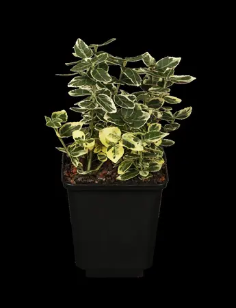 Euonymus fort. 'Emerald Gaiety' - 4 Ltr pot - image 2