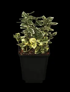 Euonymus fort. 'Emerald Gaiety' - 4 Ltr pot - image 2
