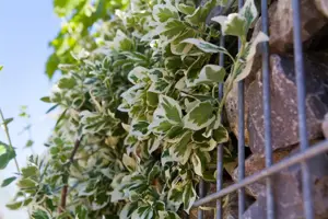 Euonymus fort. 'Emerald Gaiety' - P9 - image 3