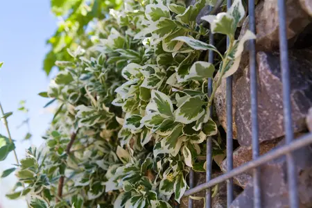 Euonymus fort. 'Emerald Gaiety' - 80 CM STEM C5 - image 3