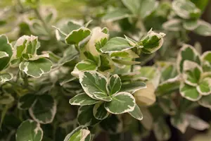 Euonymus fort. 'Emerald Gaiety' - 20-25 CM C1.5 - image 4