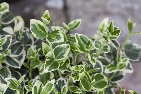 Euonymus fort. 'Emerald Gaiety' - 15-20 CM C2 - image 5