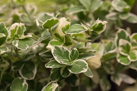 Euonymus fort. 'Emerald Gaiety' - 20-25 CM C2 - image 4