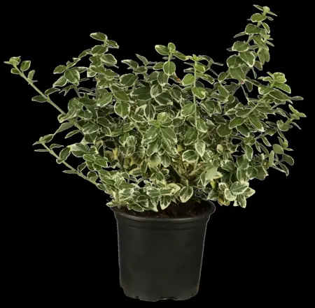 Euonymus fort. 'Emerald Gaiety' - 7.5 Ltr pot - image 1