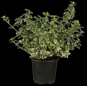 Euonymus fort. 'Emerald Gaiety' - 7.5 Ltr pot - image 1