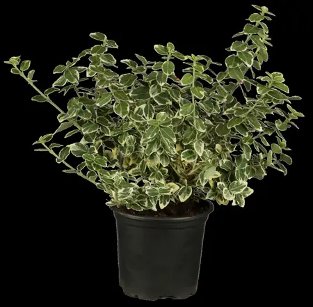 Euonymus fort. 'Emerald Gaiety' - 4 Ltr pot - image 1