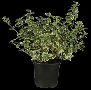 Euonymus fort. 'Emerald Gaiety' - 4 Ltr pot - image 1