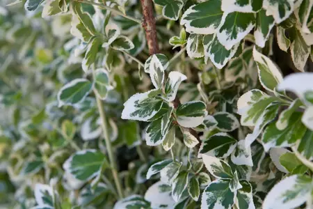 Euonymus fort. 'Emerald Gaiety' - 7.5 Ltr pot - image 4