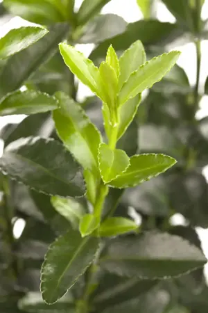 Euonymus fort. 'Emerald Green' - 3 Ltr pot - image 2