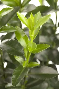 Euonymus fort. 'Emerald Green' - 3 Ltr pot - image 2