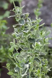 Euonymus fort. 'Emerald Green' - 3 Ltr pot - image 3