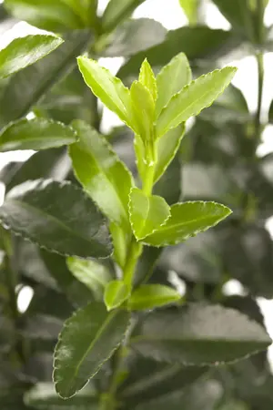 Euonymus fort. 'Emerald Green' - 20-25 CM C3 - image 1